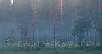 BB 10 0093 / Ursus arctos / Brunbjørn